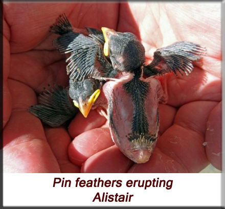 Alistair - House sparrow - pin feathers erupting